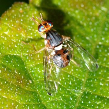 La bactrocera oleae, conocida comúnmente como la mosca del olivo. (Foto: Cedida)