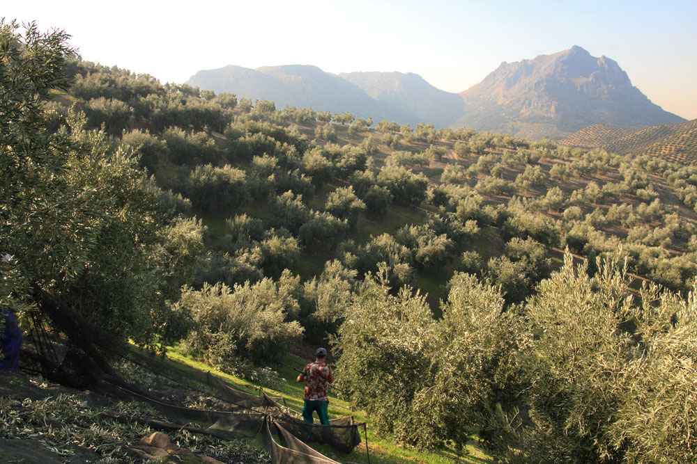 Recogida de aceituna en un olivar de la comarca.