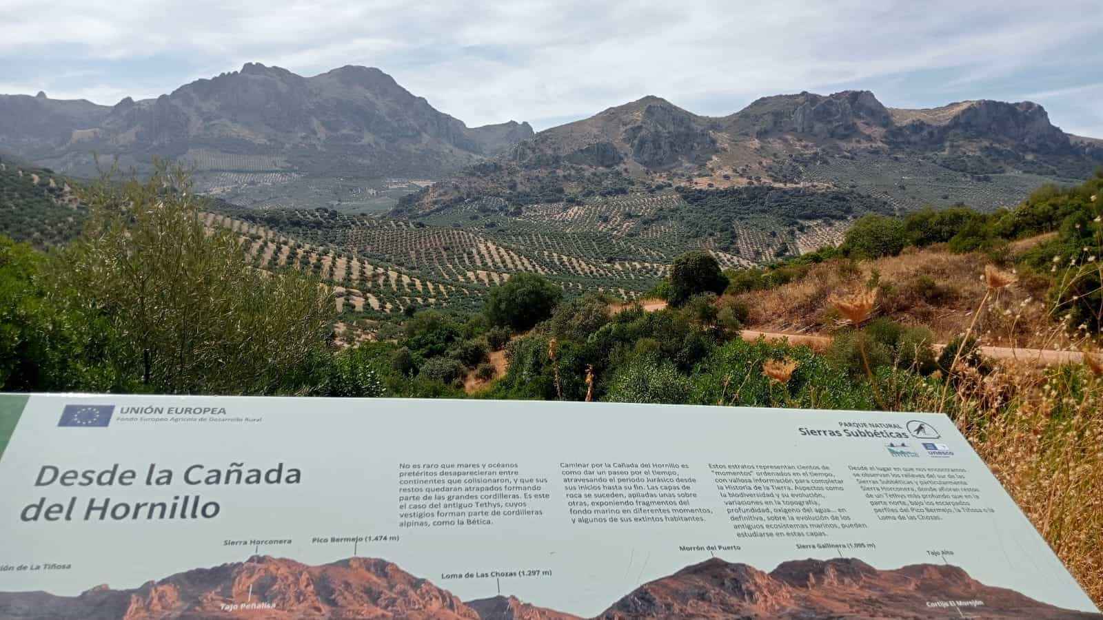 Vista del olivar en la zona afectada.