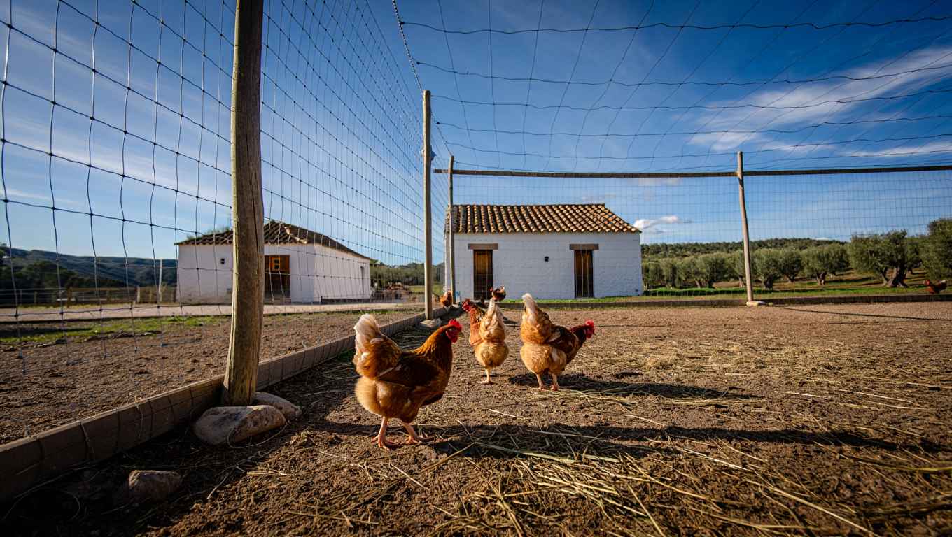 Gallinas en una explotación agrícola.