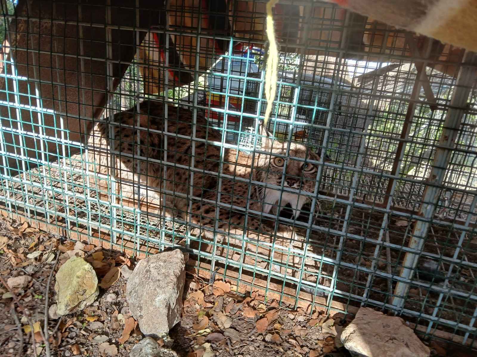 Igabrum, hembra de lince ibérico localizada en la Subbética.