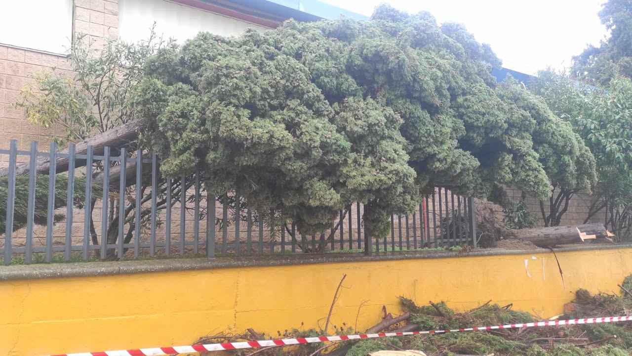 Uno de los árboles caídos en el CEIP Niceto Alcalá-Zamora.
