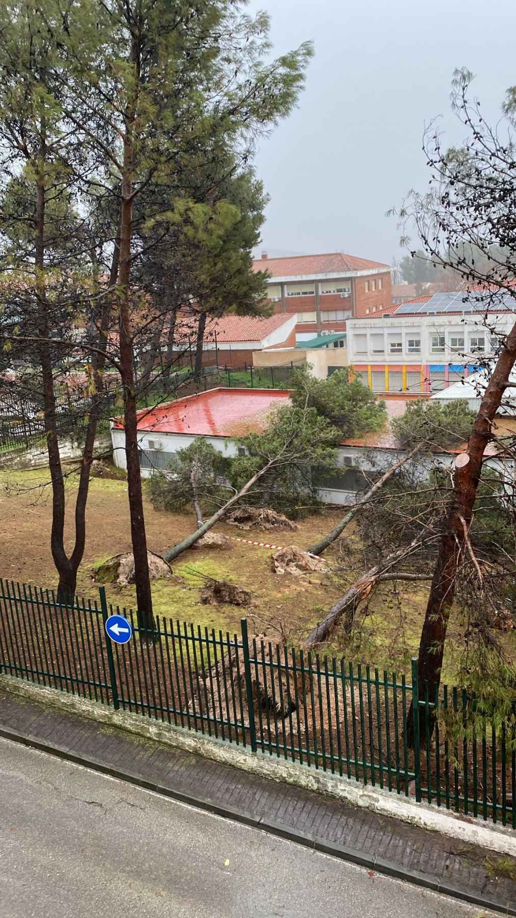 Árboles caídos en el CEIP Ángel Carrillo.