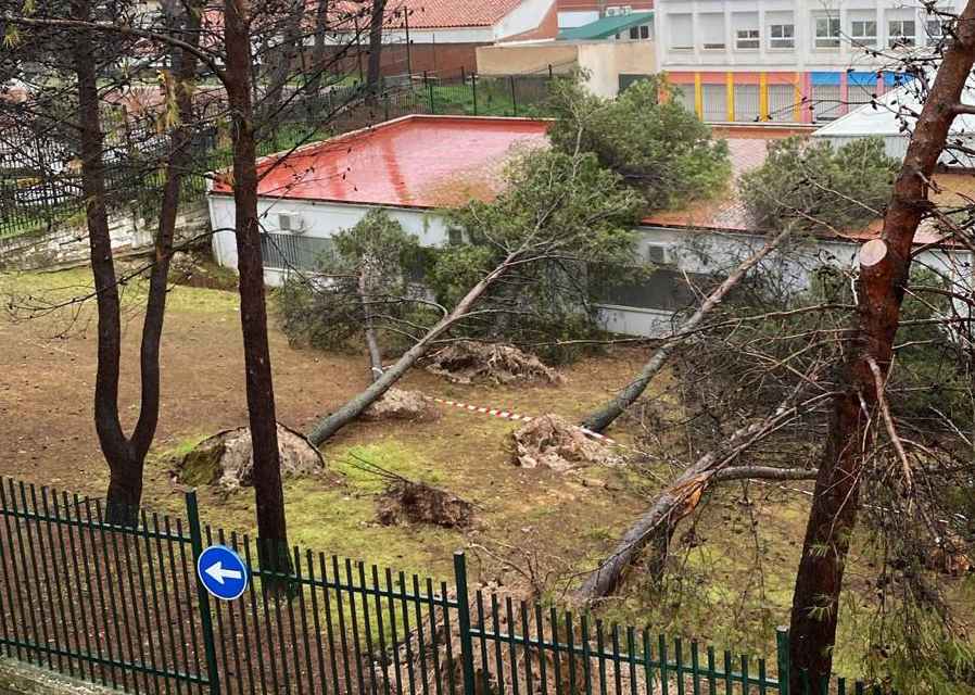 Árboles caídos sobre las dependencias del CEIP Ángel Carrillo.