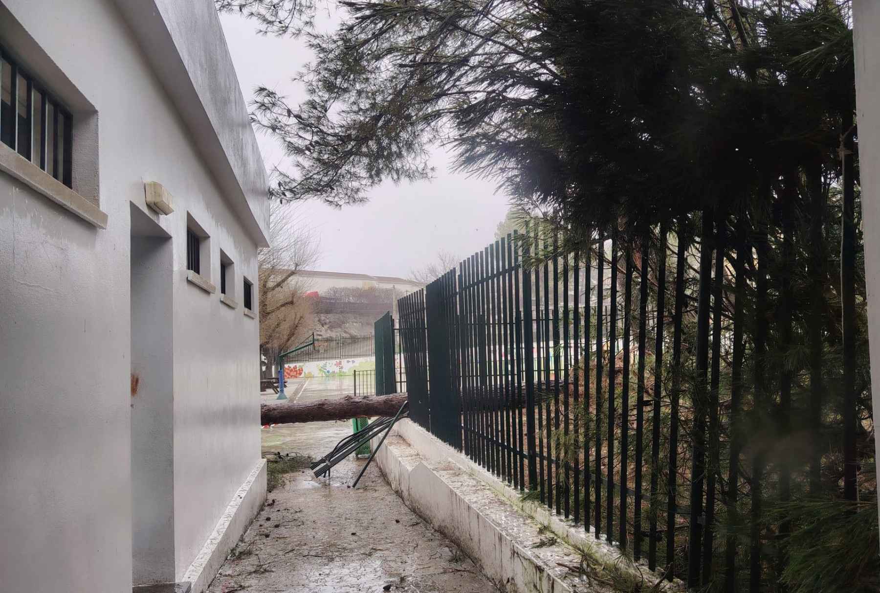 Otro de los árboles que ayer se caía en el patio del CEIP Ángel Carrillo.