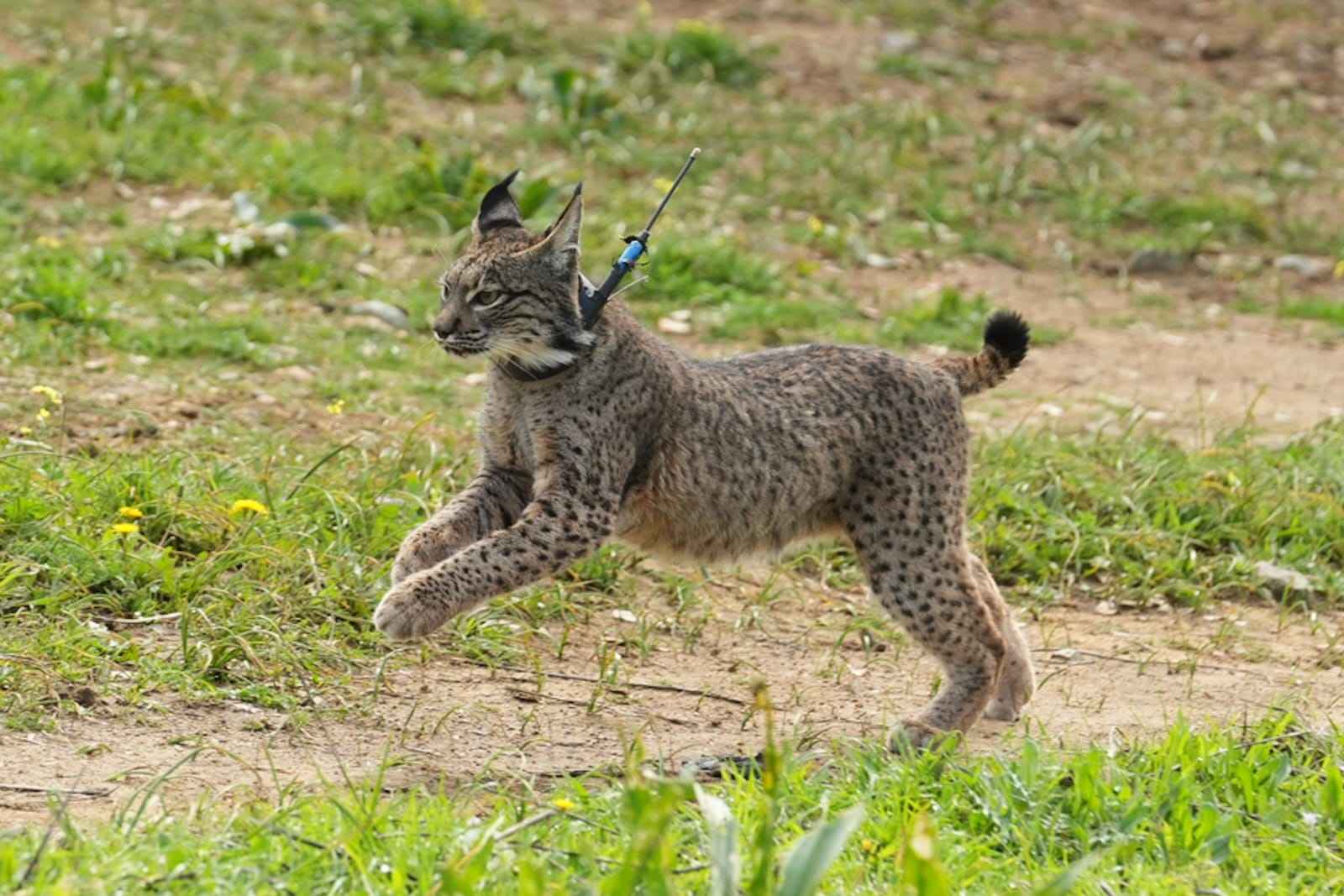 Ejemplar de lince ibérico.
