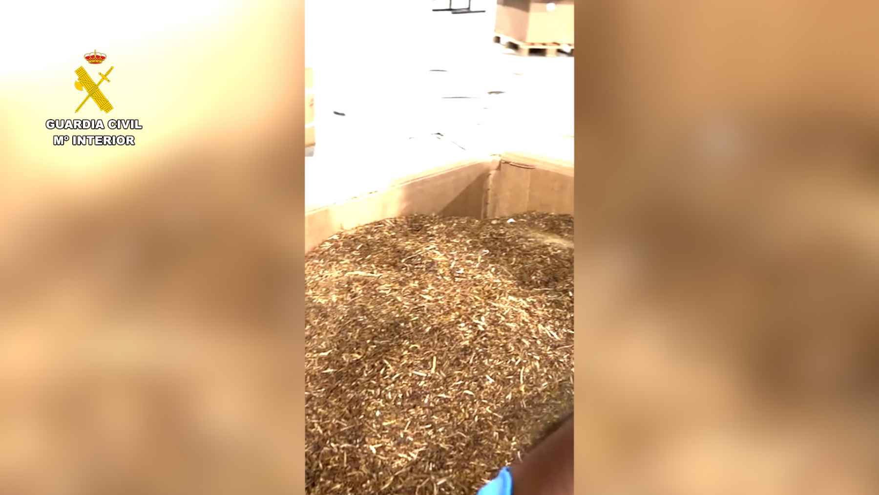 Desmantelada una organización criminal que contaba con una fábrica ilegal de tabaco en Lucena
