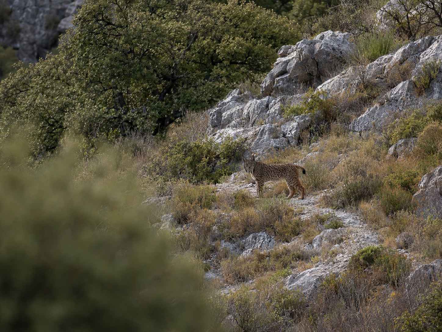 El lince ibérico alcanza los 2.663 ejemplares y consolida su expansión.