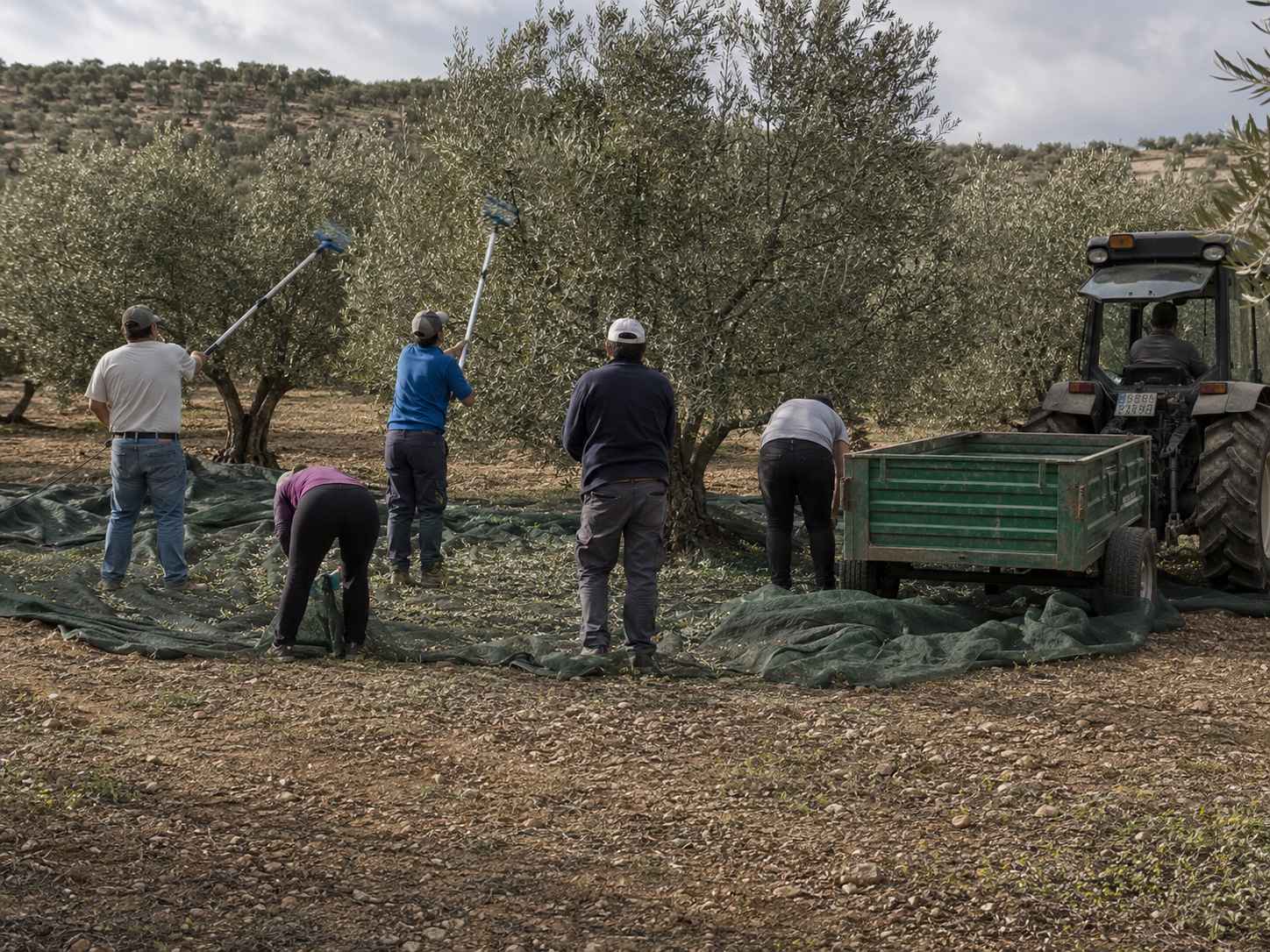 Labores de recogida de aceituna.