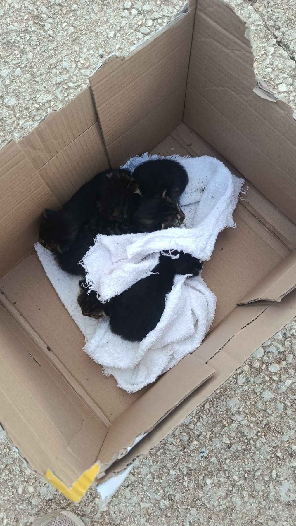 La Guardia Civil recuerda que el abandono de animales puede constituir un delito cuando pone en peligro su vida o su integridad.