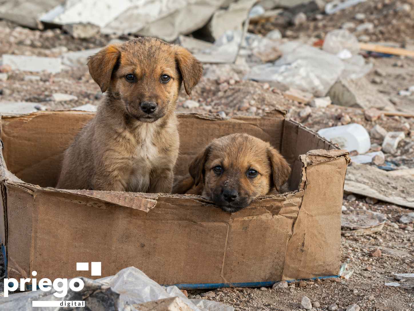 Abandonar un animal también puede ser delito.