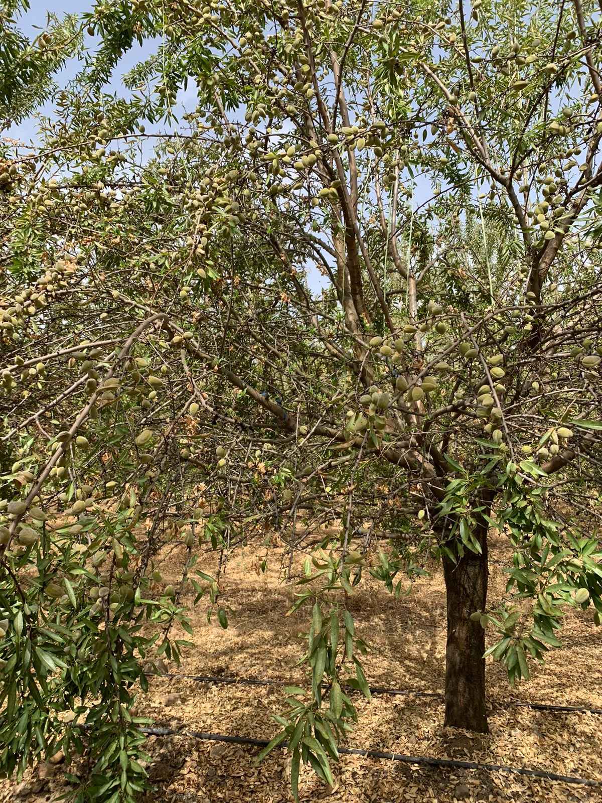 La plaga de araña roja reduce entre un 5% y un 10% la cosecha prevista de almendra en Córdoba.