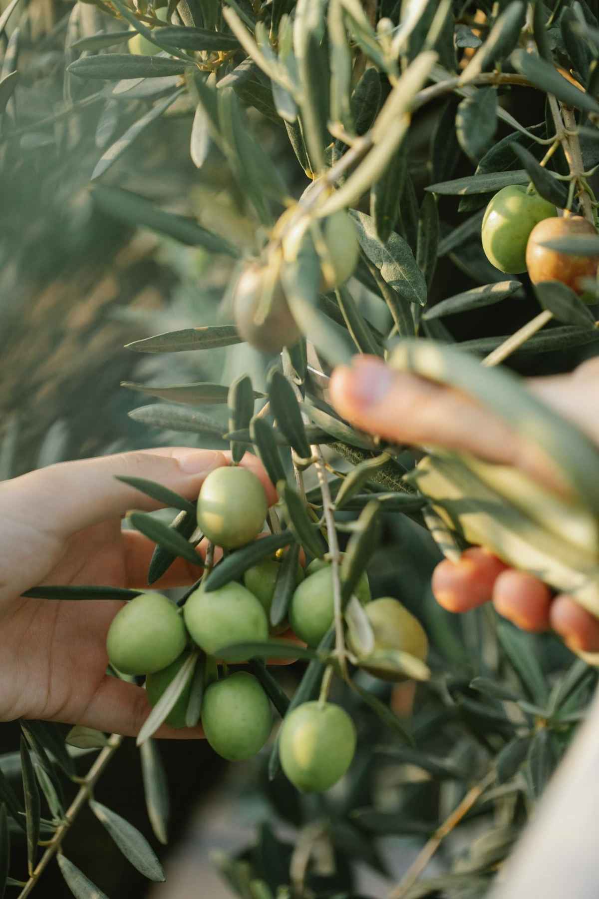 El olivar de Priego encara la próxima campaña con mejores previsiones, pero con el AOVE a la baja.