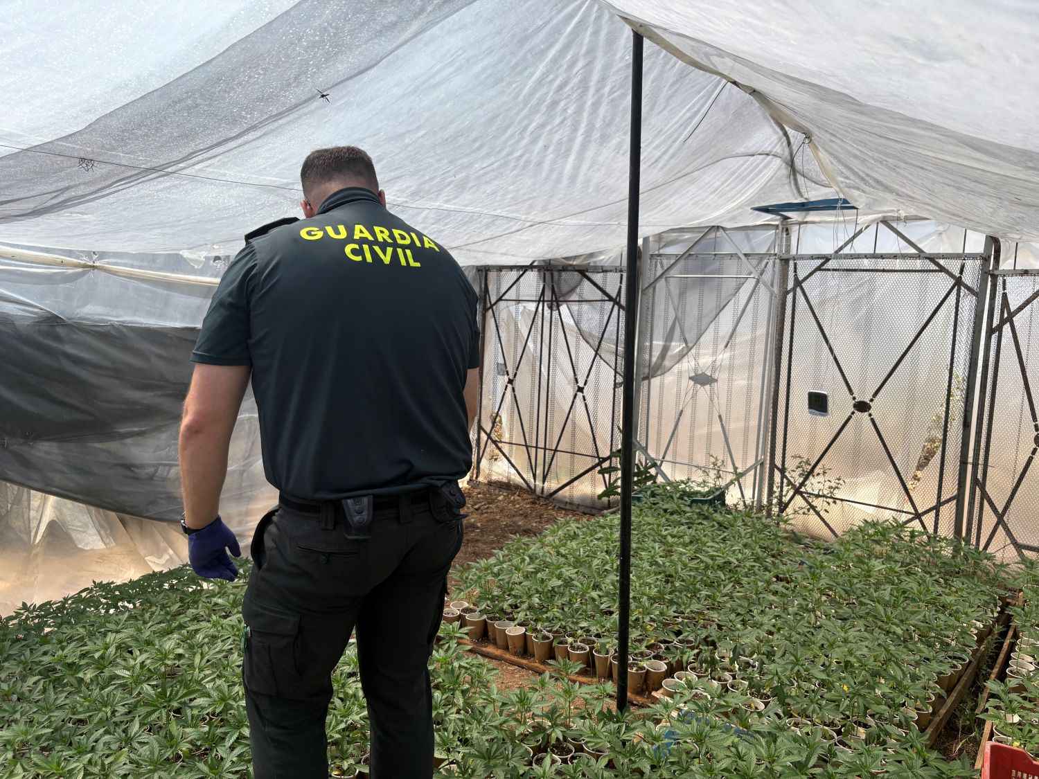 La Guardia Civil localizó 1.647 plantas de marihuana.