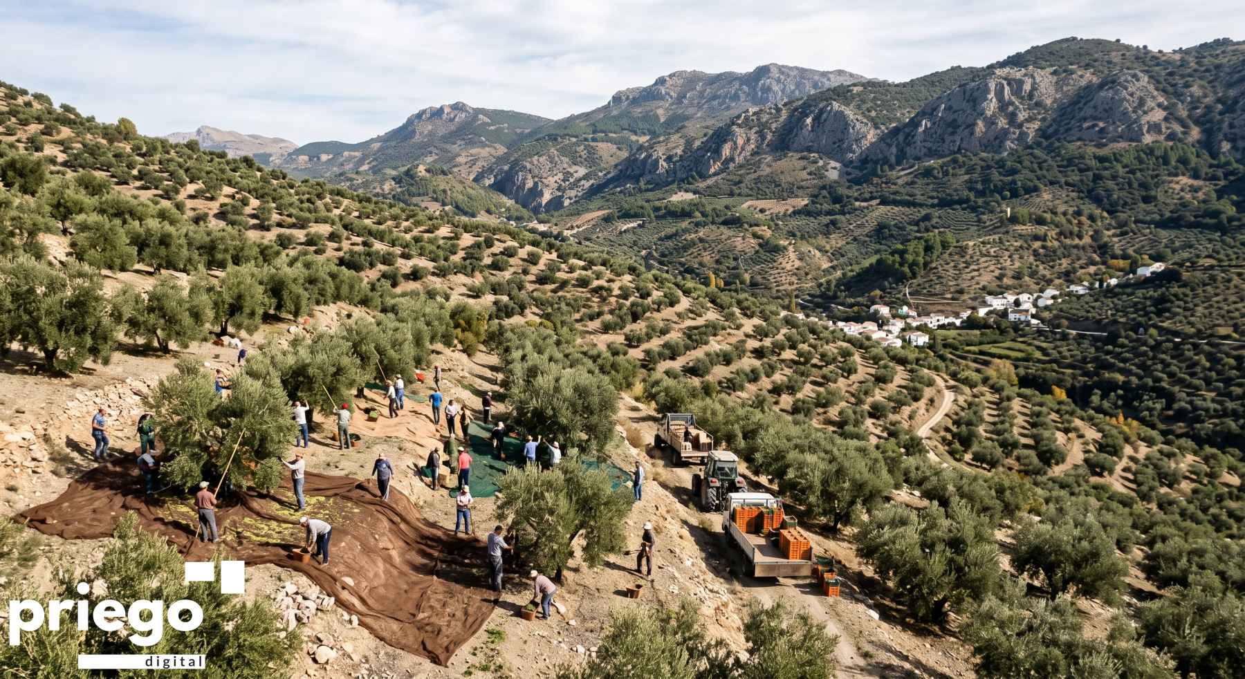 Córdoba aportaría algo más del 21% de todo el aceite de oliva producido en España