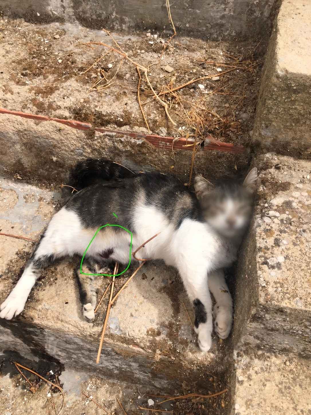Uno de los gatos de la colonia felina hallados muertos.