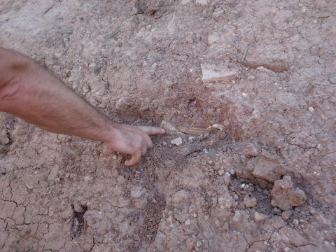 Restos óseos hallados en el yacimiento. (Foto: J. Moreno)