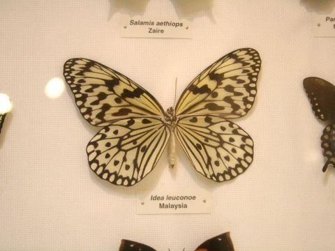 Una de las especies que puede verse en la exposición. (Foto: Luis Sobrados Alcalá)