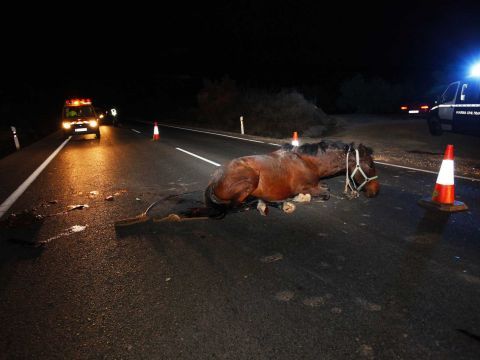 Imagen del caballo sobre el asfalto. (Foto: Alvaro López Prieto)