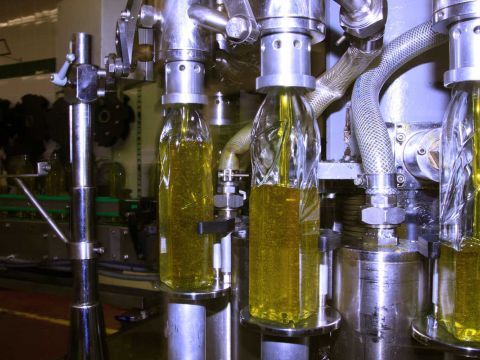Córdoba alcanza un nuevo récord de producción de aceite de oliva, con 320.165 toneladas. (Foto: Cedida)