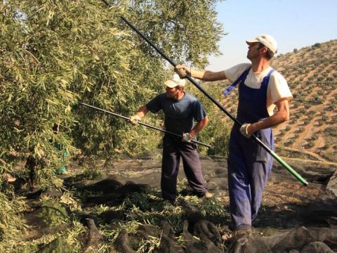 Trabajos de recolección en un olivar de la comarca. (Foto: Cedida)